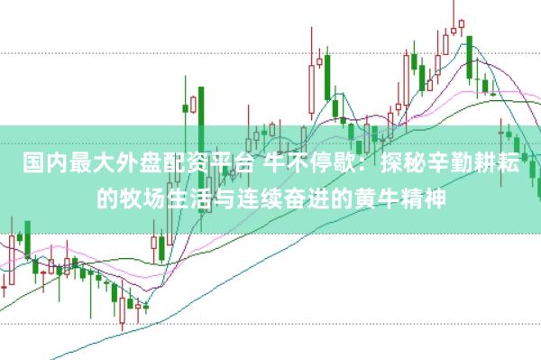 国内最大外盘配资平台 牛不停歇：探秘辛勤耕耘的牧场生活与连续奋进的黄牛精神